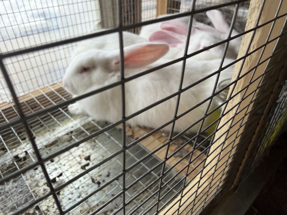 Куён quyon hikol