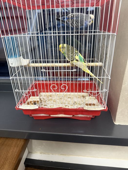 Продается попугай срочно продам