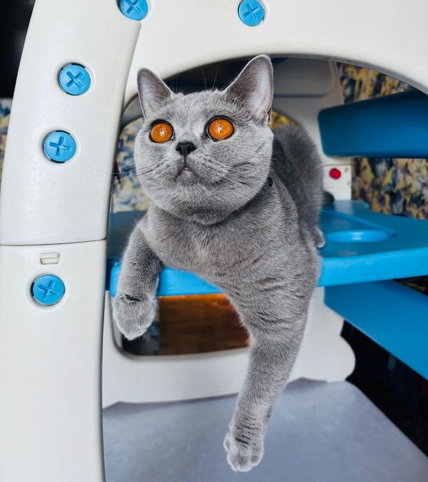 Продам котят чистокровных