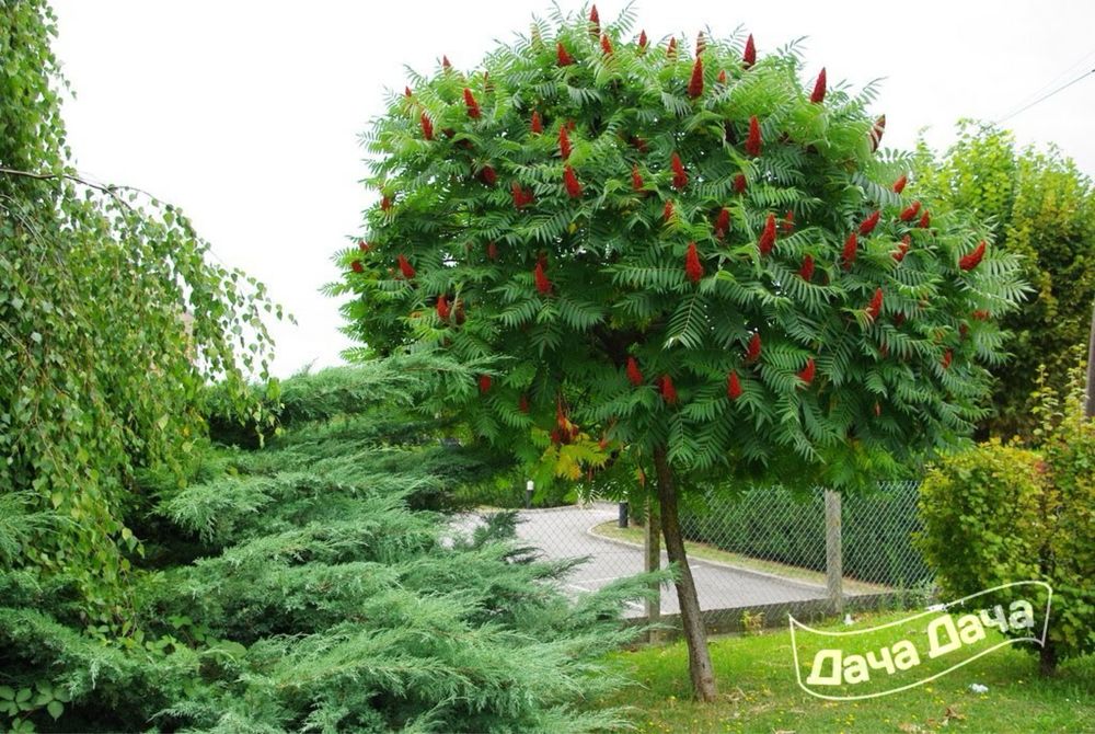 Продам саженцы дерева Сумах