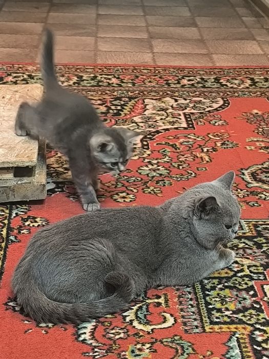 Продаются британские котята
