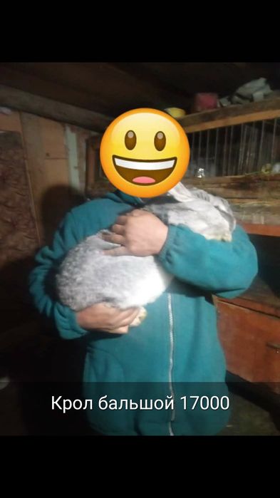 Кролики пародистые малинькие и бальшие