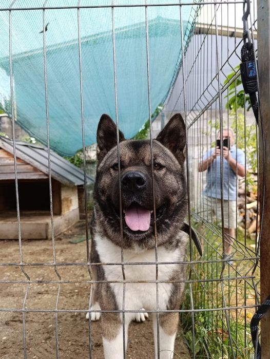 Done caine Akita American