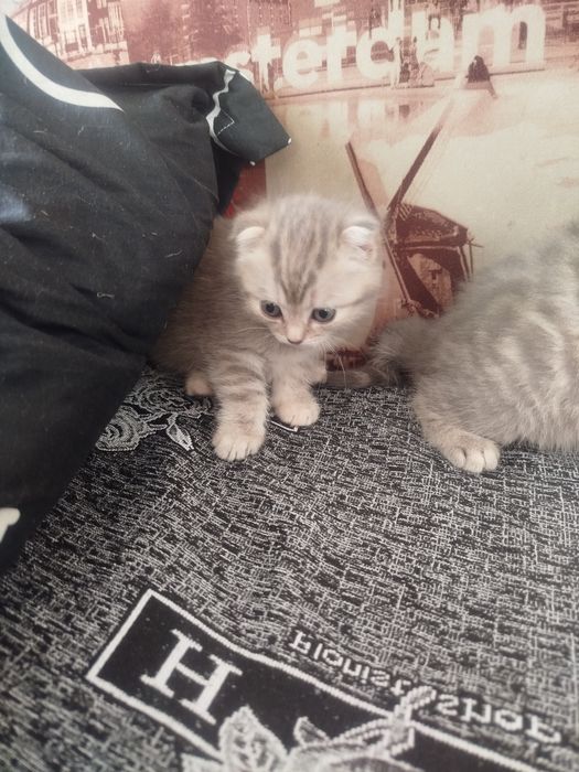 Котята шотландские