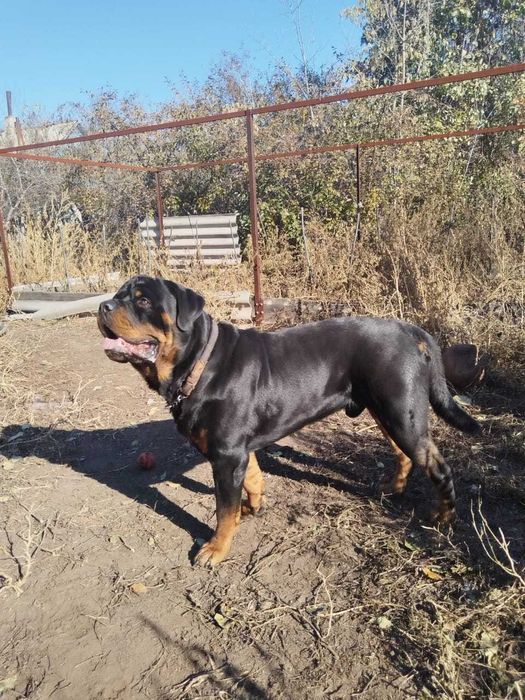 Кабель ротвейлер для вязки