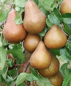 Pomi Fructiferi Pitici Dwarf (Păr )