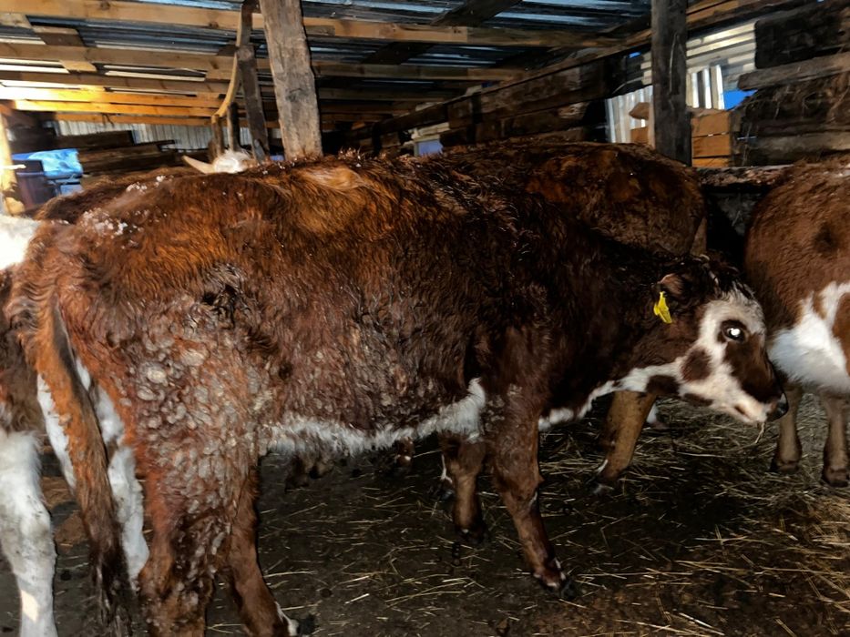 Срочно Продается КРС