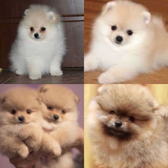 Вязка шпиц под щенка