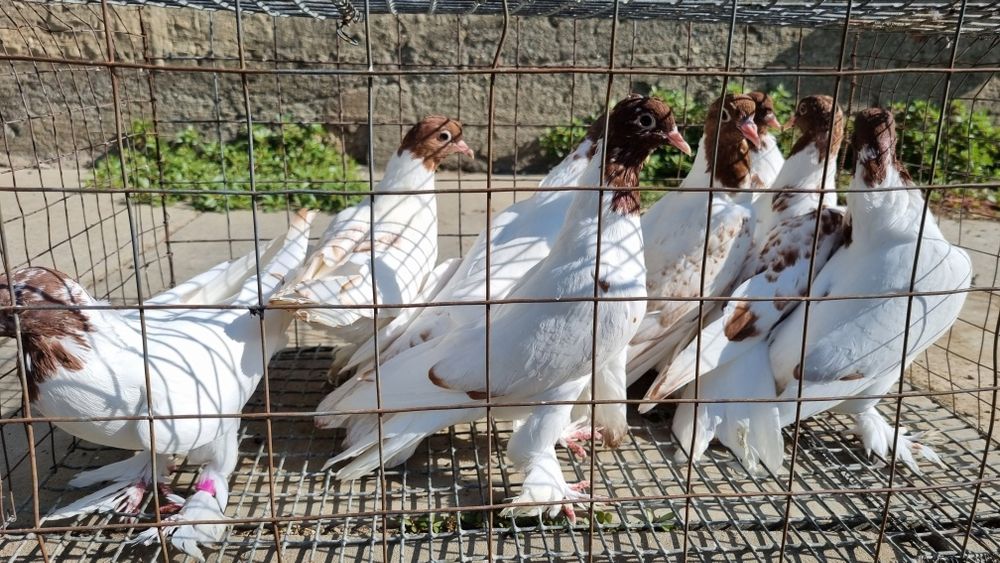 Продам голубей ирански