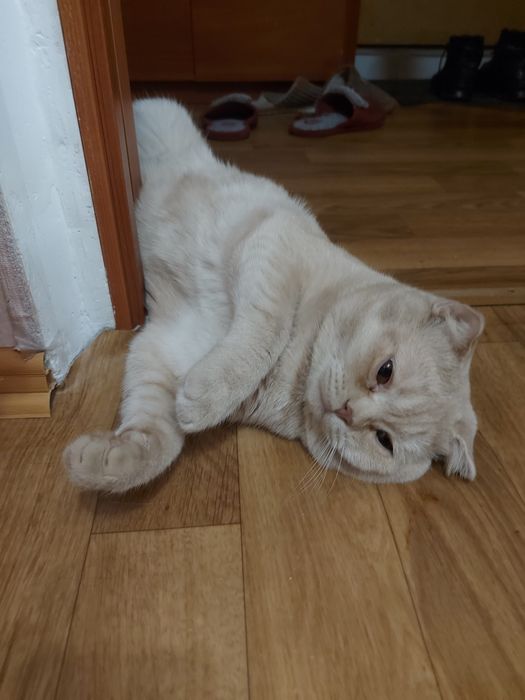 Отдам кота в добрые руки