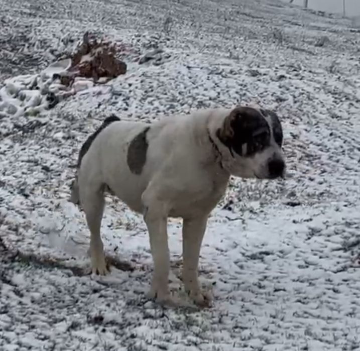 Алабай щенки продаётся