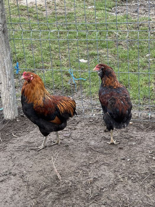 Familie gaini araucana