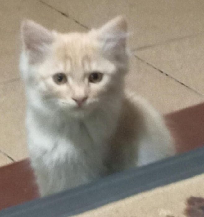 Отдам котёнка в добрые руки