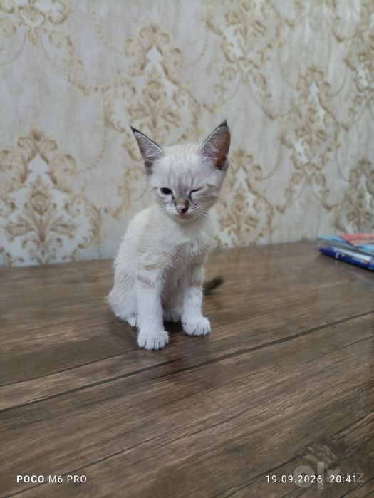 Тайский мушук сотилади