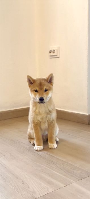 Baietel Shiba Inu deosebit