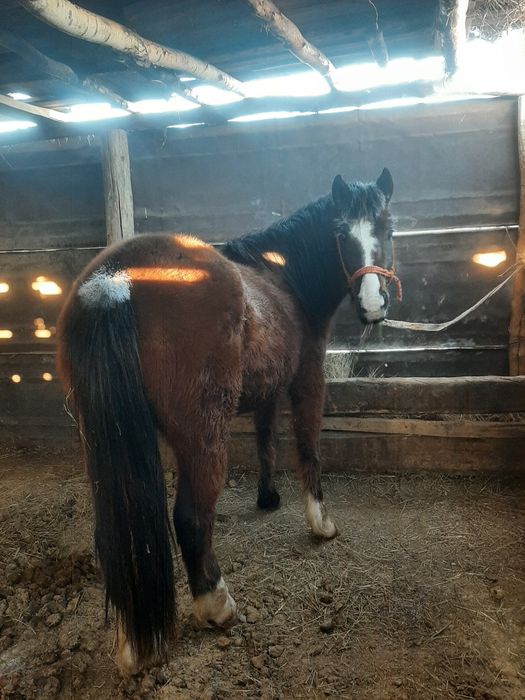 Жылқы сатылады Продаётся лошадь