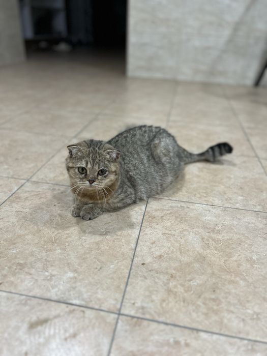 Продаются кошки.