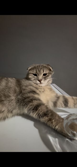 Кот скотш фолддд