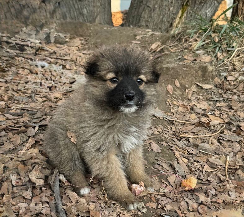 4 щенят, примерно 1,5 месяца, мальчики и девочки.