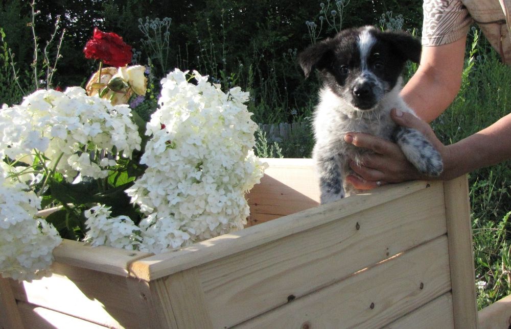 Щенки в добрые руки