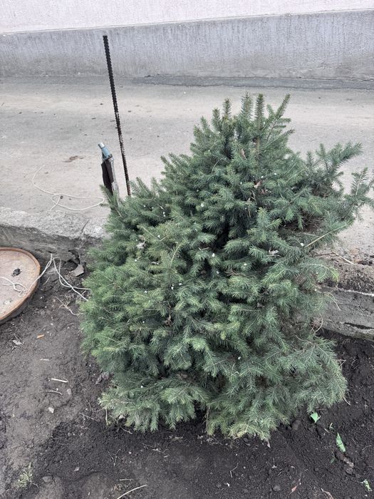 Ёлки 1-1.2метров 2шт