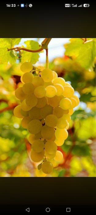 Struguri de vin direct din Vrancea