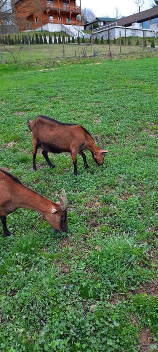 Capre de rasă alpină franceză