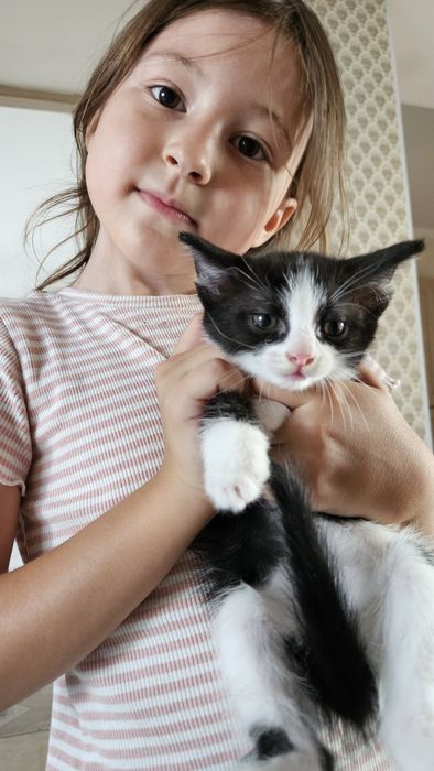 Котята ищат хозяев