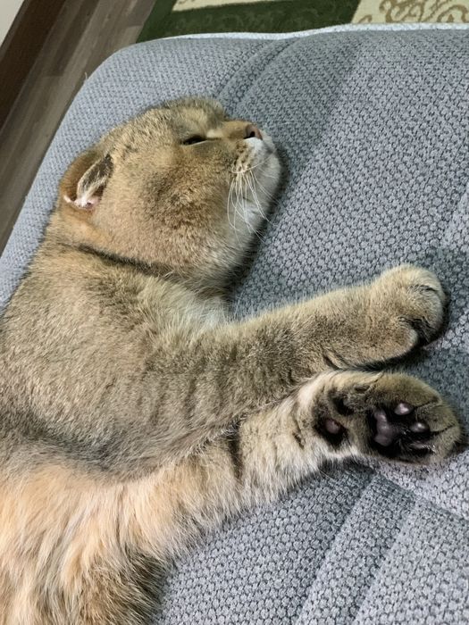 Вязка! Nasil olish!