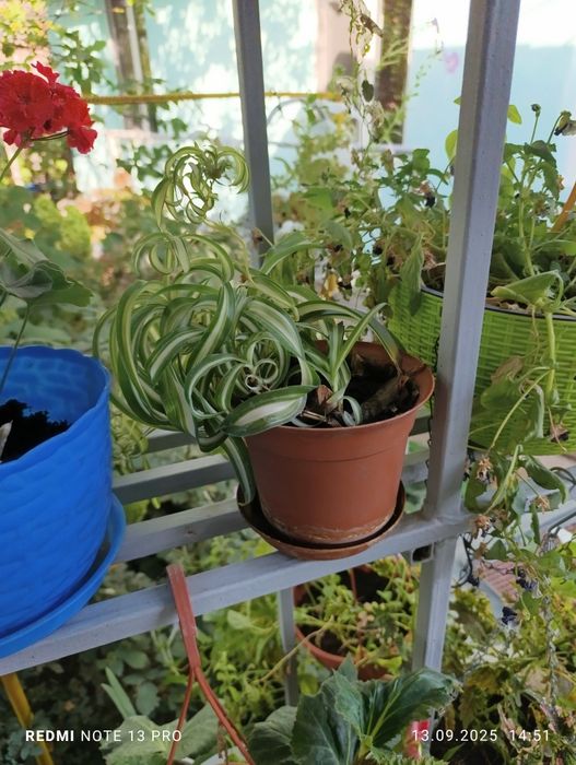 Продам комнатные цветы