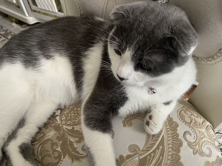 предлагается кот на вязку.