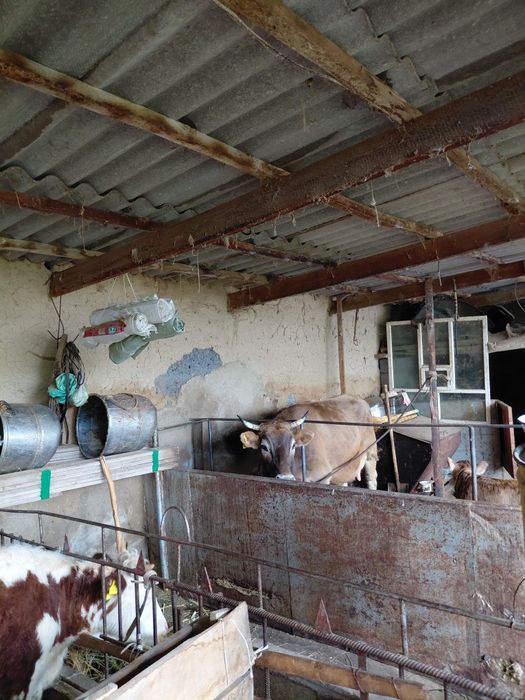 Бызаулы сиыр сатылады