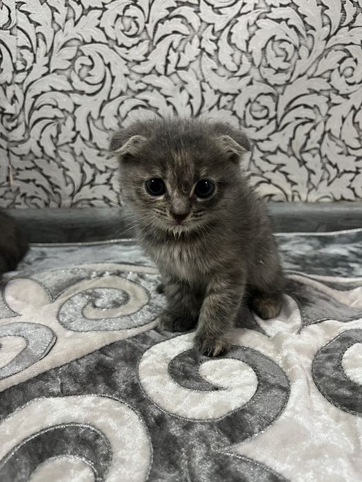 Вислоухийй сатылады