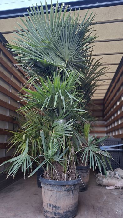 Палма Трахикарпус