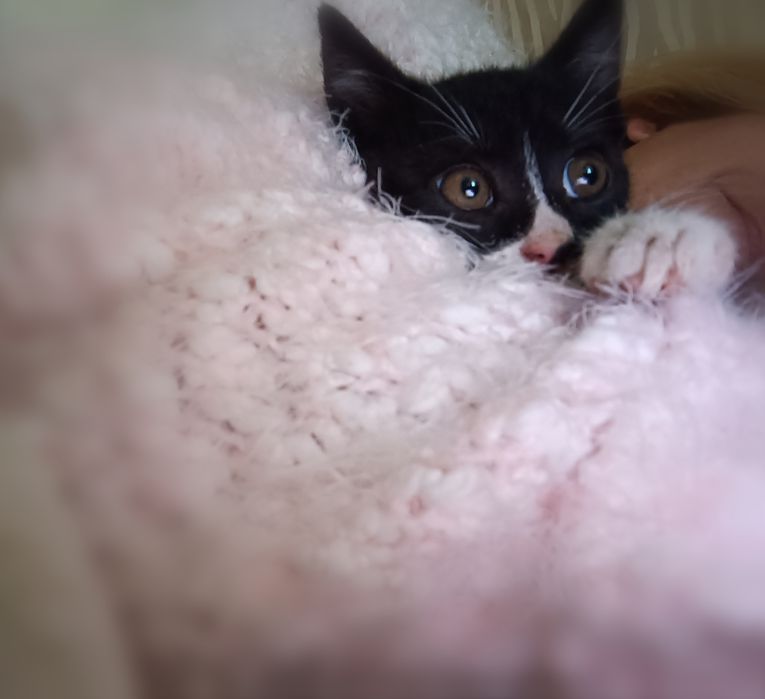 Малко коте търси дом