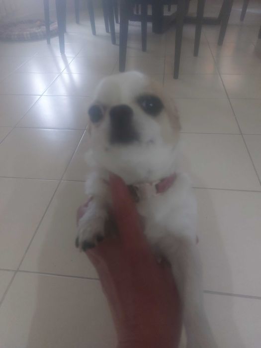 Чихуа хуа мини момиче на 3 г.