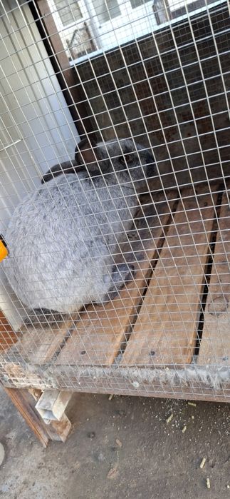 Paltava quyon sotiladi erkagi (sames)