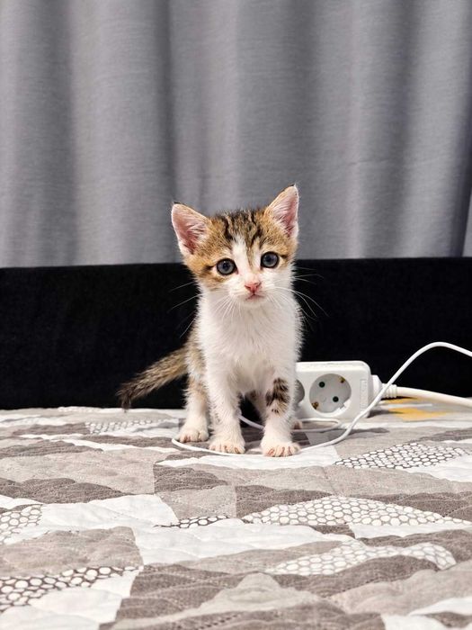 Подарявам 4 малки котенца