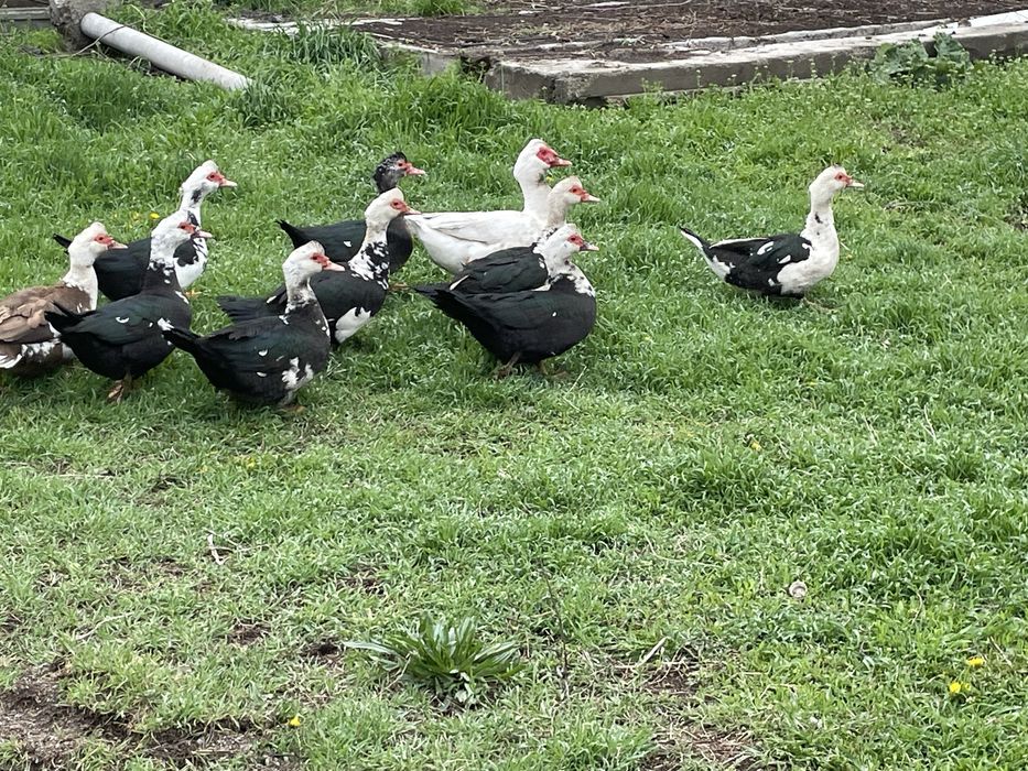 Продам домашних уток