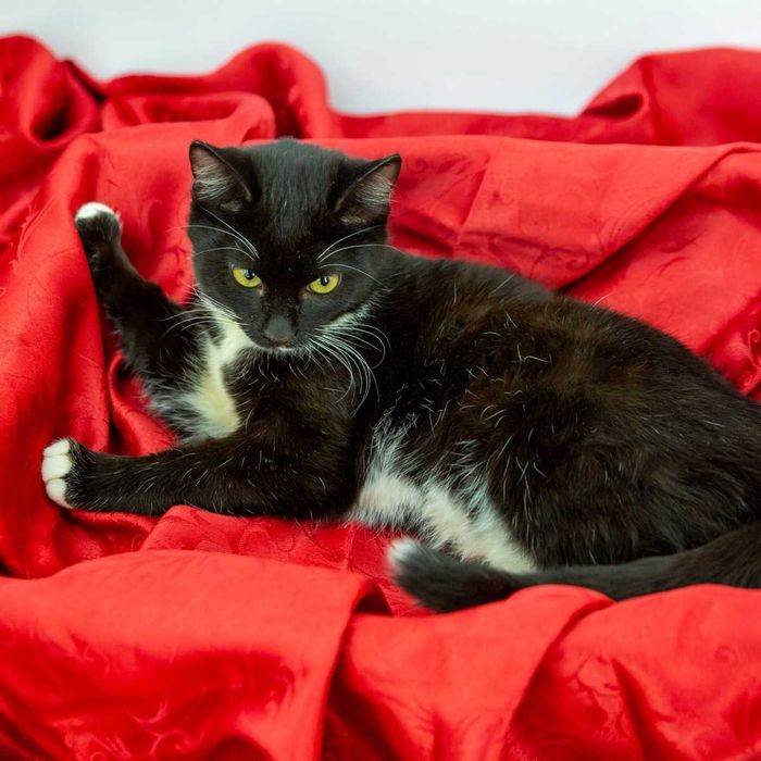 Коте Селена търси дом