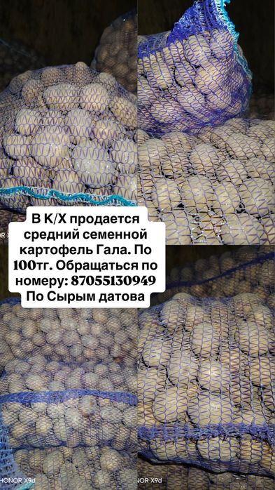 В К/Х продается средний семенной картофель. Сорт Гала. Цена:100тг