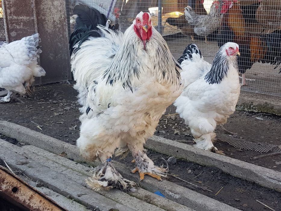 Петли и Кокошки Брама