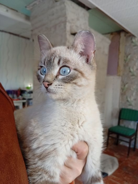 Отдадим котят в добрые руки.