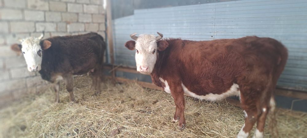 Обмен бука айгыр