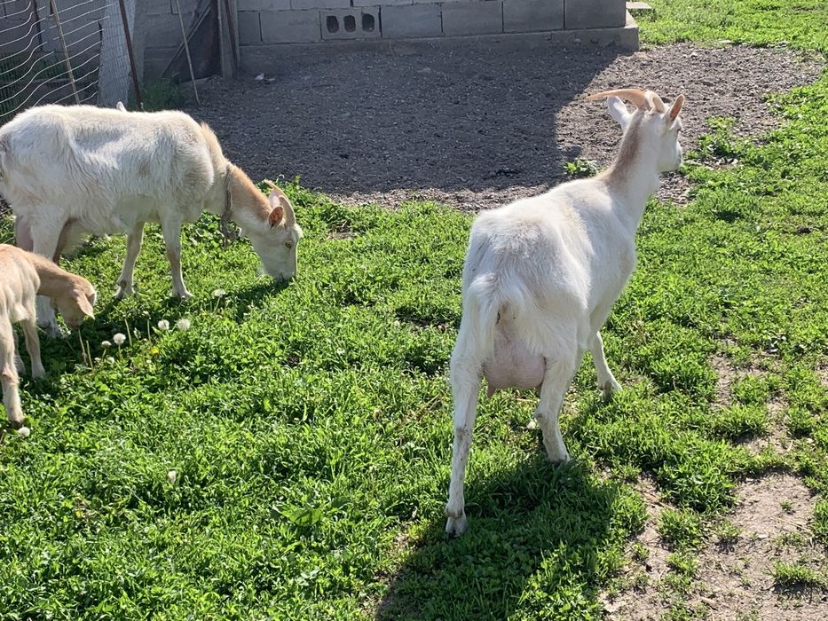 Сүтті ешкілер сатылады