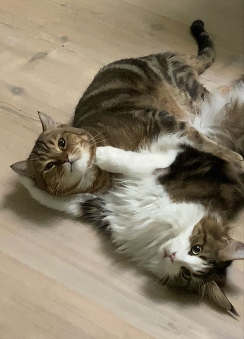 Котята породистые(БРОНЬ НА МАРТ)