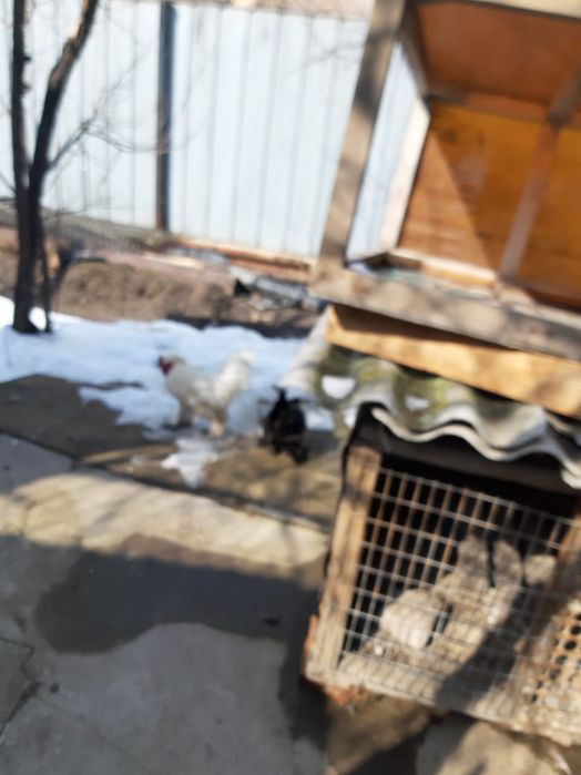 Продам курочек карликов