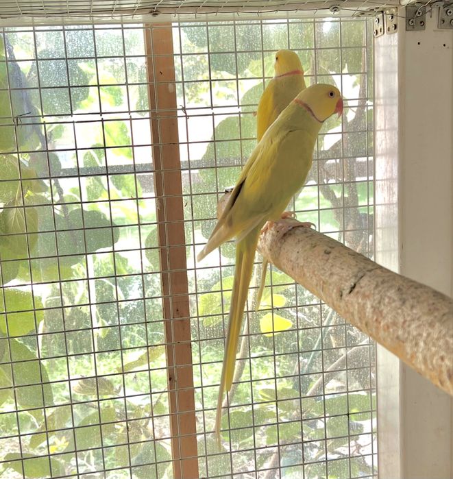 Ожереловый попугай взрослый самец (ожерела)