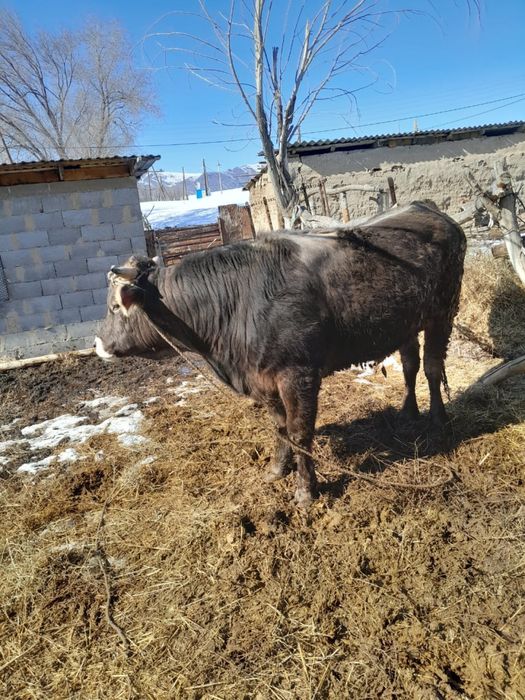 Алатау асыл тұқымды бұқа сатылады