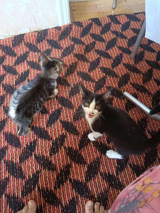 Мушук бериб юборилади